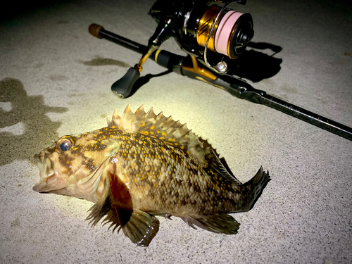 オウゴンムラソイの釣果