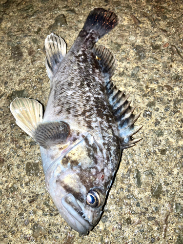 クロソイの釣果