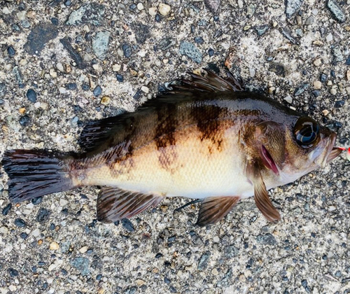 メバルの釣果