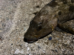 アイナメの釣果