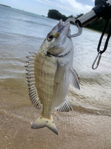 ミナミクロダイの釣果