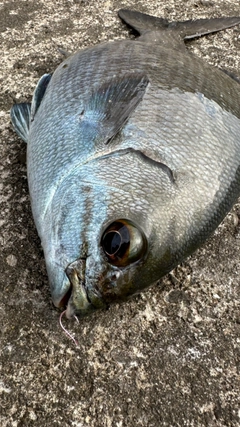 イスズミの釣果