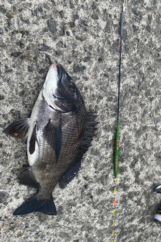 チヌの釣果