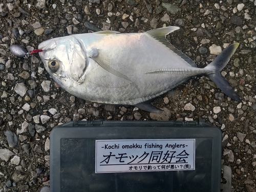 ロウニンアジの釣果