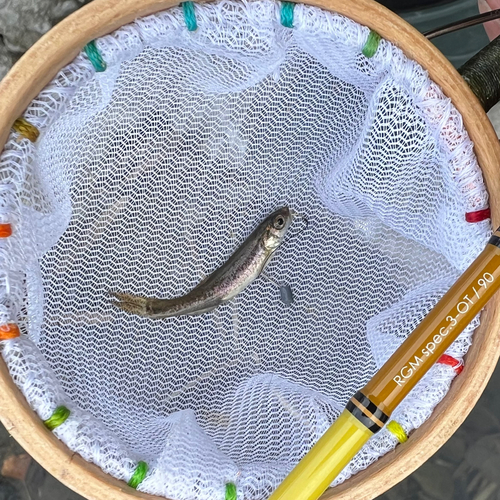 カワムツの釣果