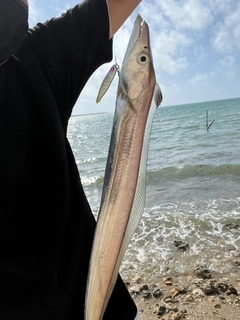 タチウオの釣果