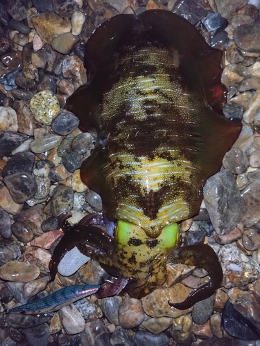 アオリイカの釣果