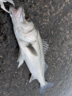 フッコ（マルスズキ）の釣果