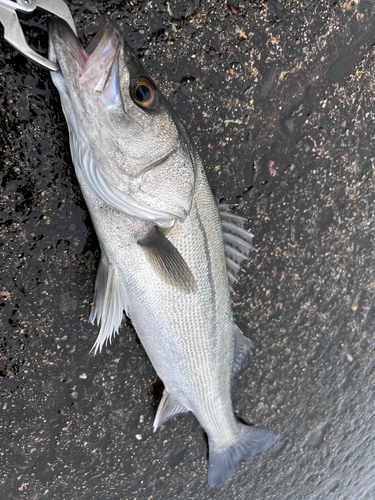 フッコ（マルスズキ）の釣果