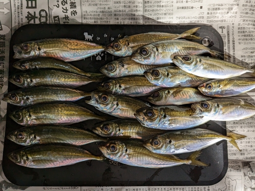 アジの釣果