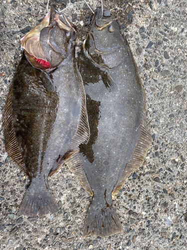 ヒラメの釣果