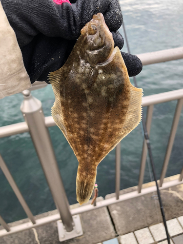 カレイの釣果