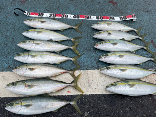 ハマチの釣果