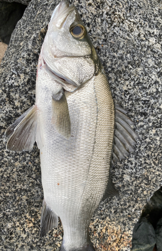 ヒラスズキの釣果