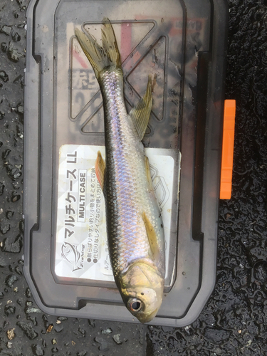 カワムツの釣果