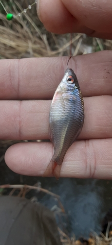 タイリクバラタナゴの釣果