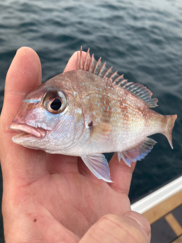 チャリコの釣果