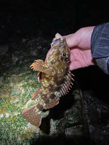 カサゴの釣果