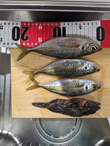 アジの釣果