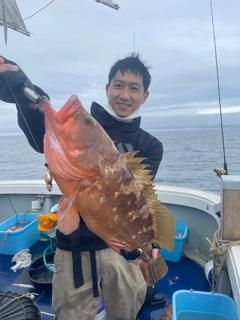 アコウの釣果