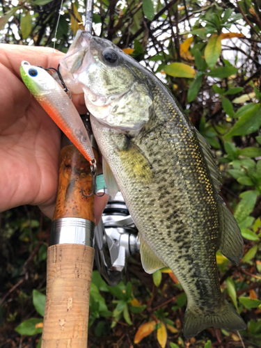 ブラックバスの釣果