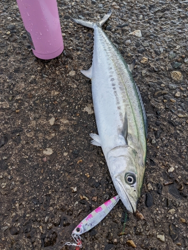 サゴシの釣果