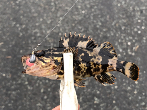 タケノコメバルの釣果