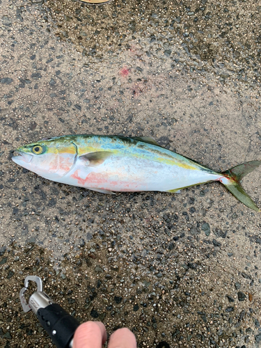 ハマチの釣果