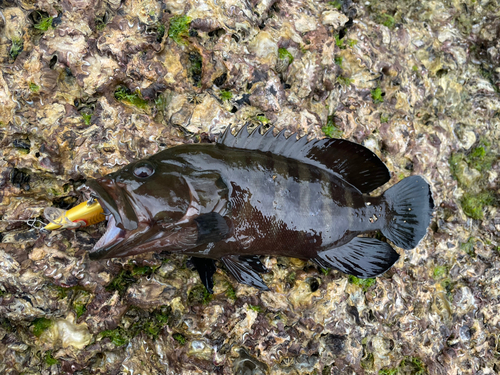 ヤミハタの釣果