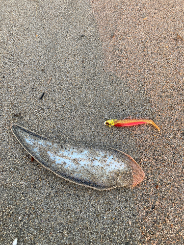 シタビラメの釣果