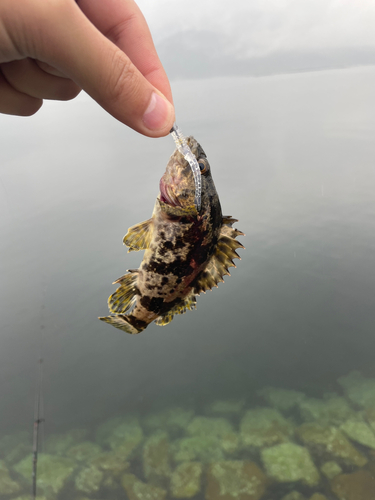 タケノコメバルの釣果