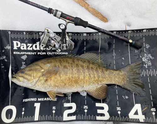 スモールマウスバスの釣果