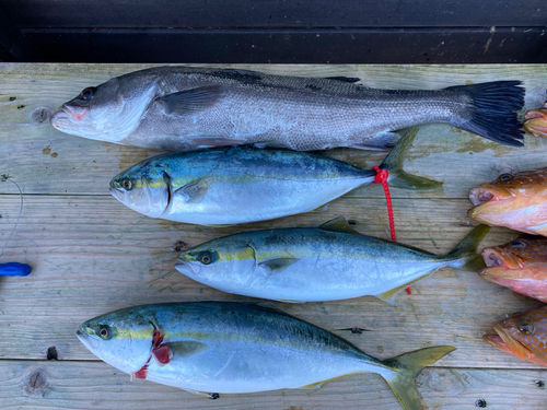 ハマチの釣果