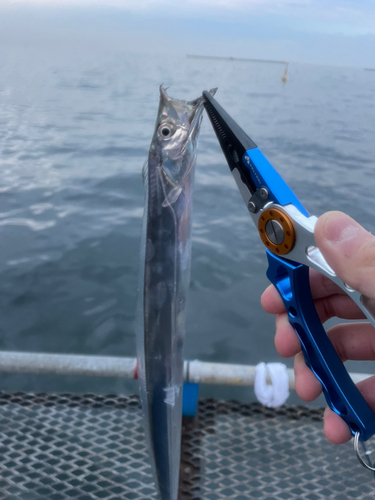 タチウオの釣果