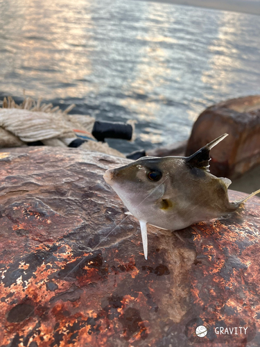 ギマの釣果