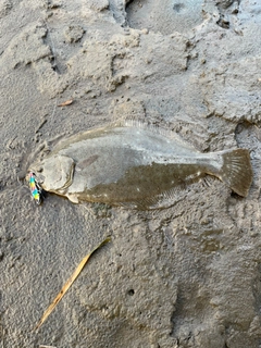 ヒラメの釣果