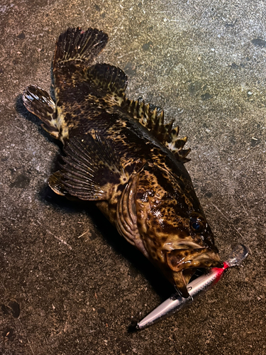 ベッコウゾイの釣果