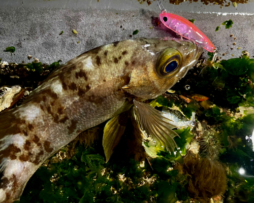 メバルの釣果