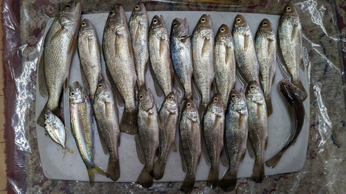 イシモチの釣果