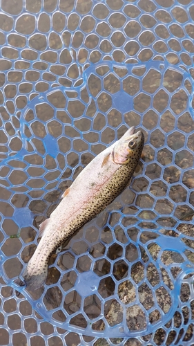 ニジマスの釣果