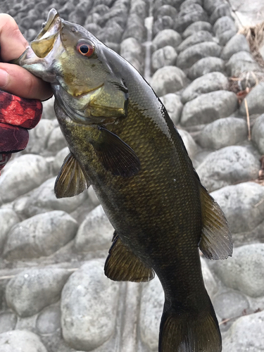 スモールマウスバスの釣果