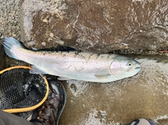 スチールヘッドの釣果