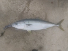 ブリの釣果