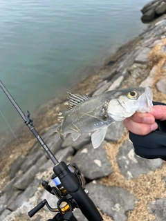 セイゴ（タイリクスズキ）の釣果