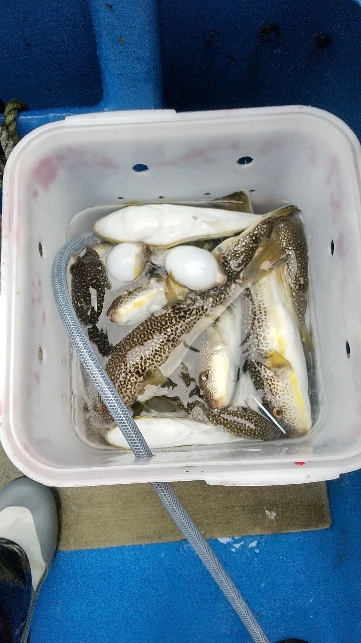 ショウサイフグ