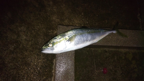 イナダの釣果