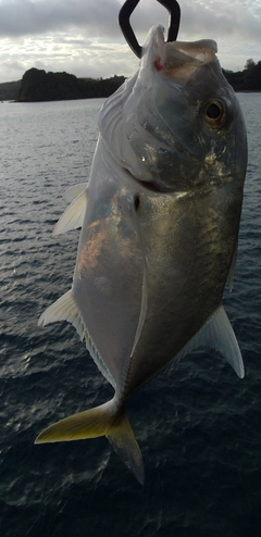 オニヒラアジの釣果