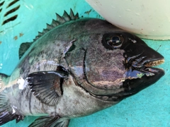 イシダイの釣果