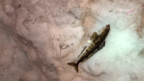 ホッケの釣果