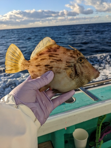 カワハギの釣果